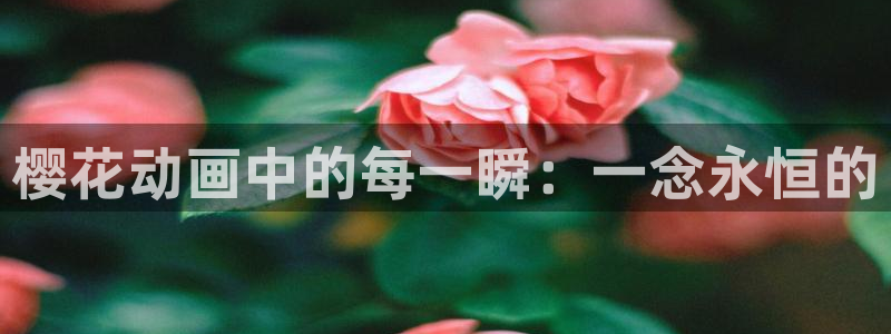 omofun. link：樱花动画中的每一瞬：一念永恒的